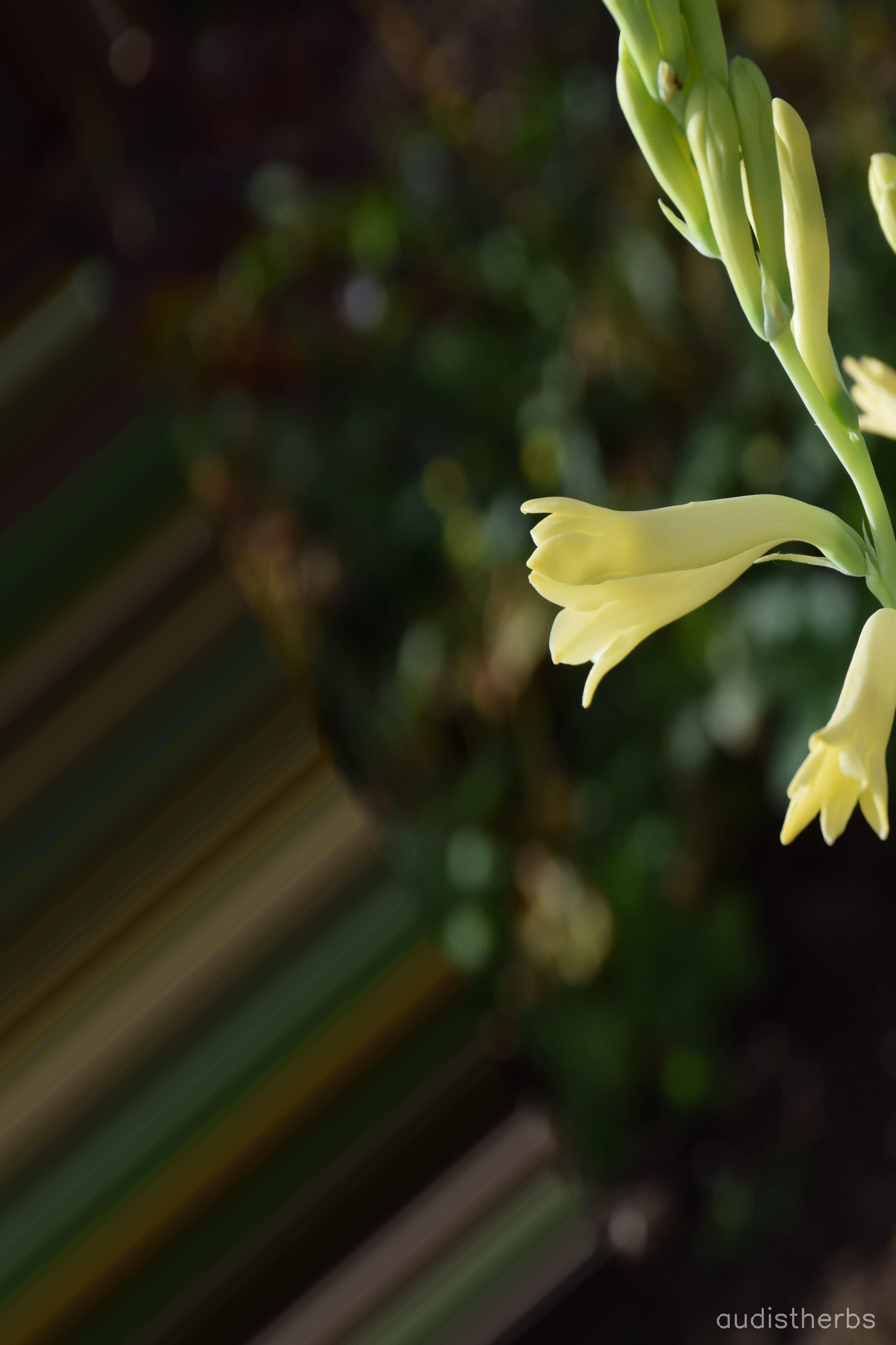 augmented_Polianthes tuberosa flower12_0_4575.jpeg